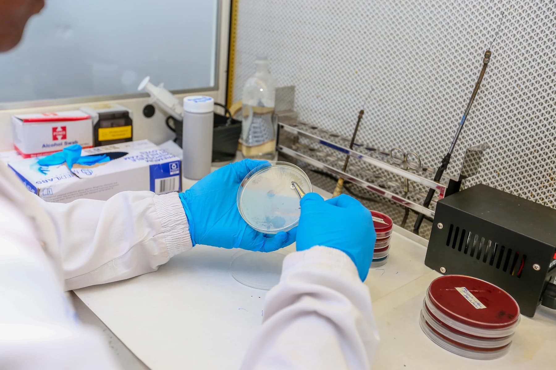 Mavi eldivenli bir araştırmacı laboratuvar çalışma kabininde petri kabındaki kültürü inceliyor.
