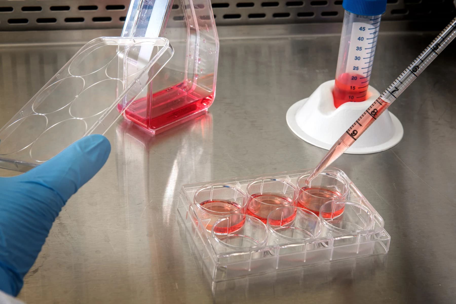 Laboratuvarda eldivenli bir araştırmacının hücre kültürü plakasına pipetle sıvı eklemesi.