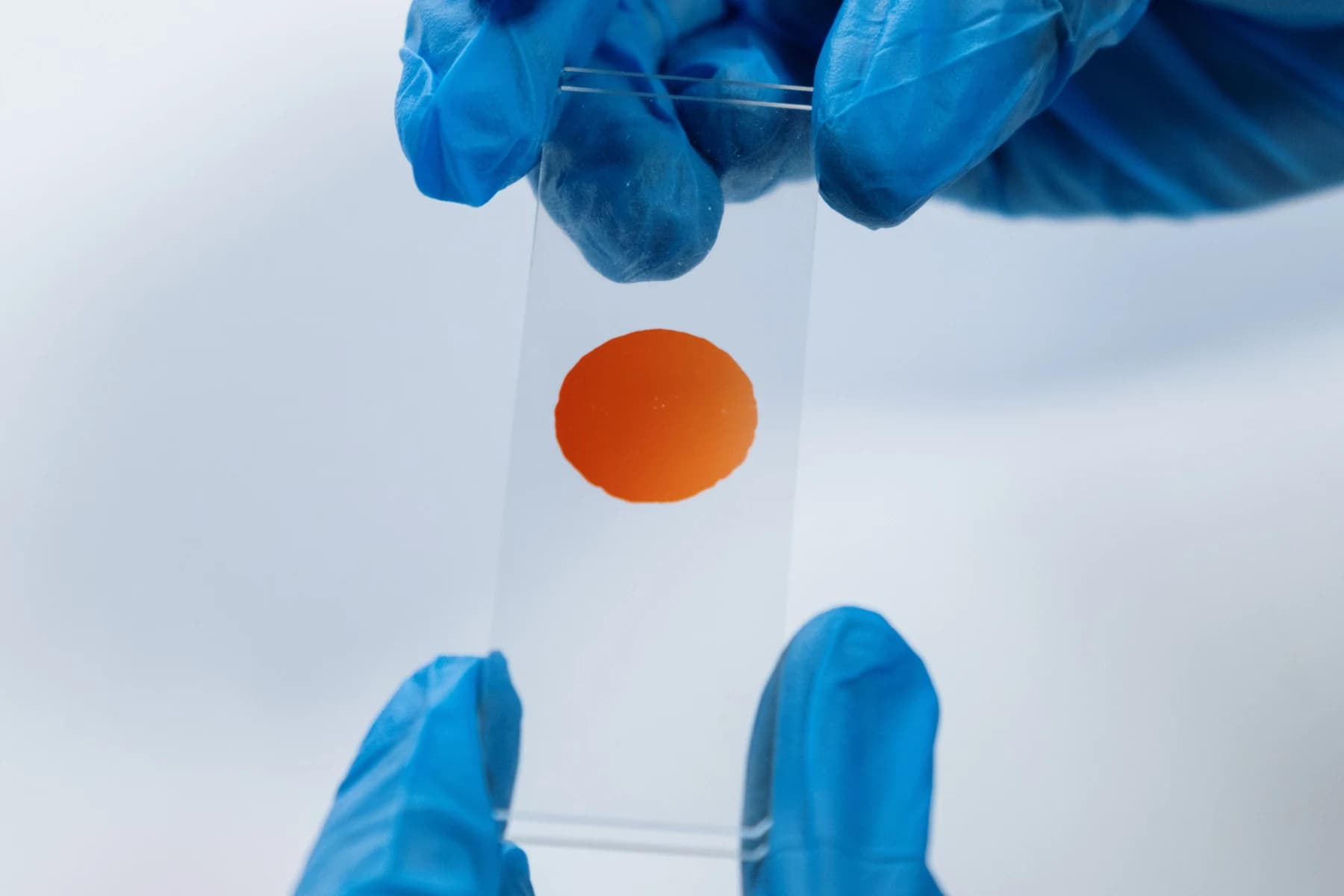 A microscope slide with a colored sample held by hands in blue laboratory gloves.